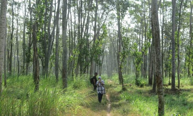 Objek Wisata Alas Simpenan Puncu Kediri