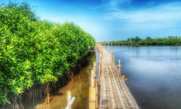 Destinasi Wisata Pantai Congot Di Kulon Progo