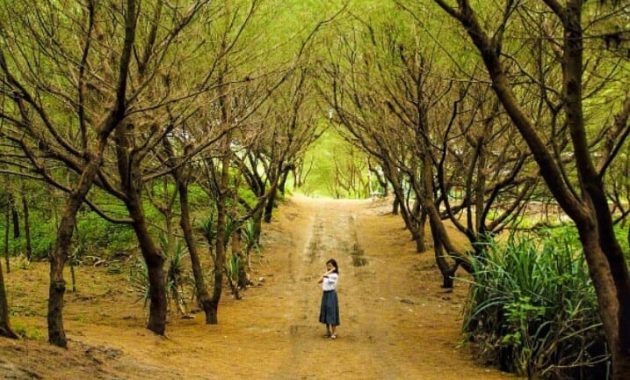 Destinasi Wisata Pantai Goa Cemara Di Bantul