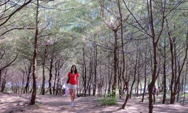Objek Wisata Pantai Cemara Sewu Di Bantul