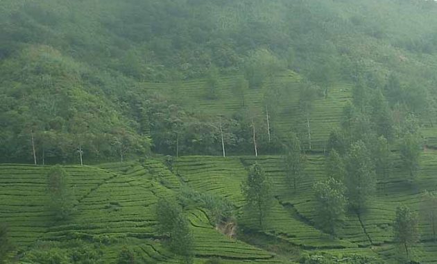 Kebun Teh Telaga Warna Puncak