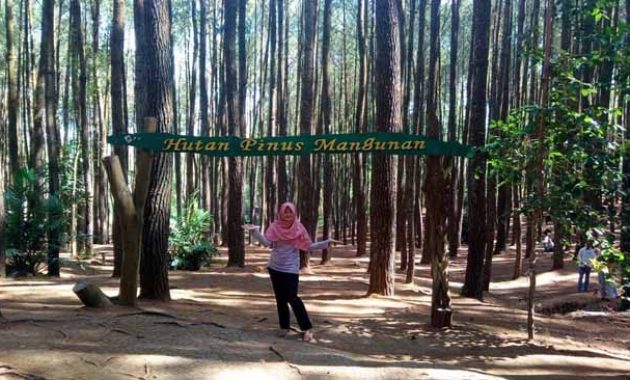Alamat Hutan Pinus Mangunan Jogja