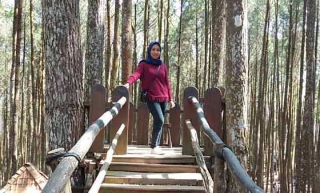 Fasilitas Hutan Pinus Mangunan Jogja