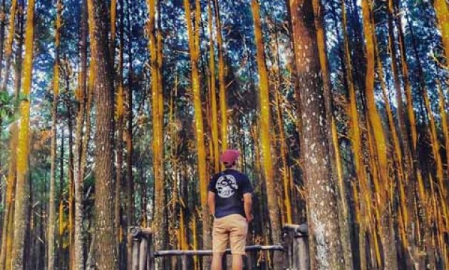 Wahana Foto Hutan Pinus Asri Jogja