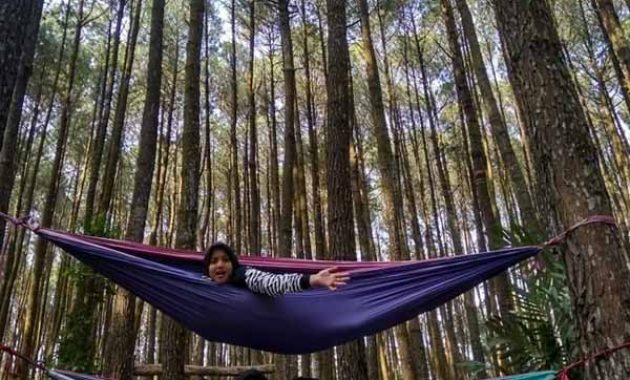 Wahana Hutan Pinus Mangunan Jogja