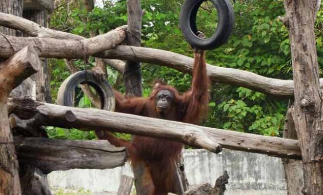 Jam Buka Gembira Loka Zoo Jogja