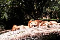 Jam Buka Taman Safari Bogor