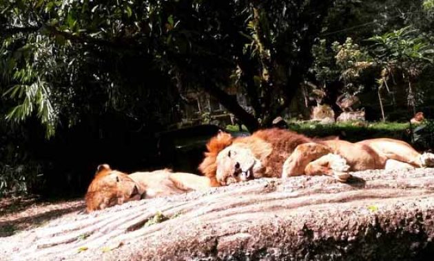 Jam Buka Taman Safari Bogor