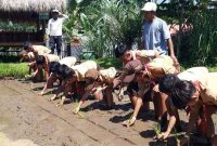 Wahana Kebun Pak Budi Pasuruan