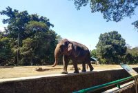 Lokasi Ragunan Zoo Jakarta