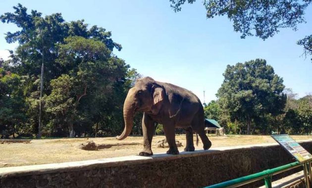 Lokasi Ragunan Zoo Jakarta