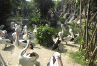 Wahana Ragunan Zoo Jakarta