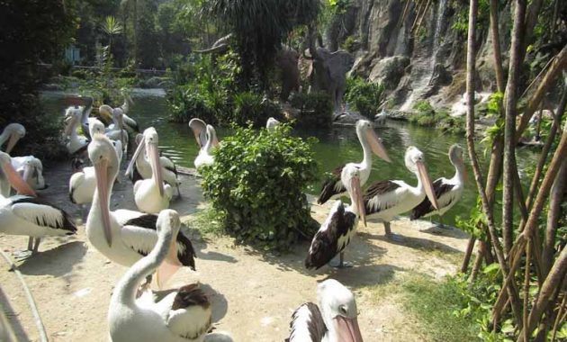 Wahana Ragunan Zoo Jakarta Wahana Ragunan Zoo Jakarta