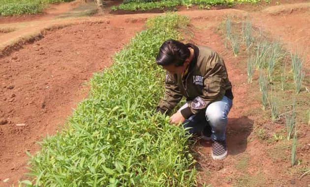 Alamat DKandang Amazing Farm Depok Alamat DKandang Amazing Farm Depok