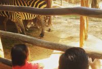 Maharani Zoo Wisata Bahari Lamongan
