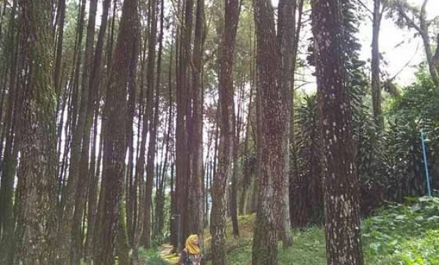 Jalan Menuju Bukit Baros Sukabumi