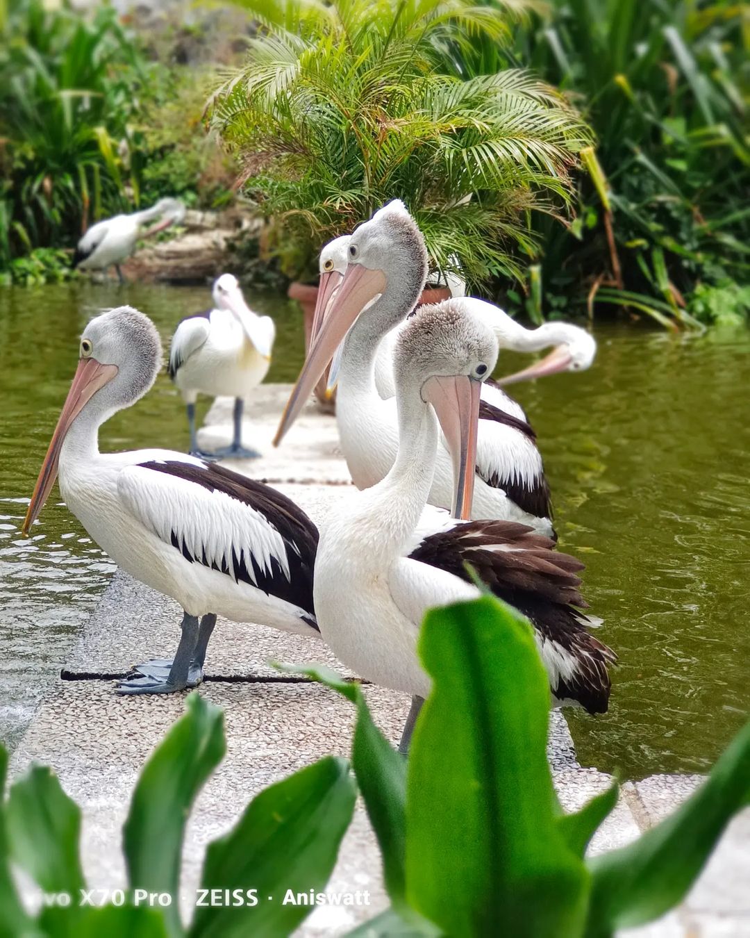 burung pelikan Ragunan Zoo