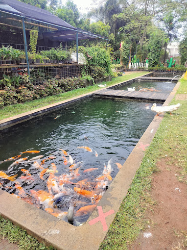 kolam koi