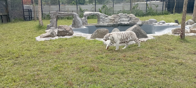 macan putih