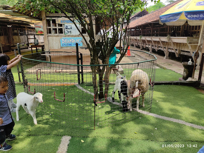 memberi pakan kambing