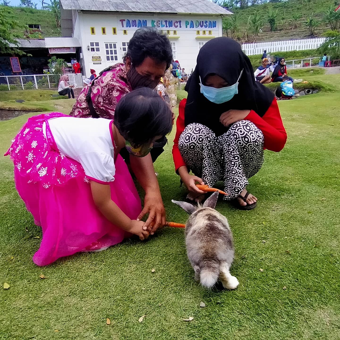 memberi makan kelinci