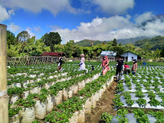 greenhouse petik strawberry