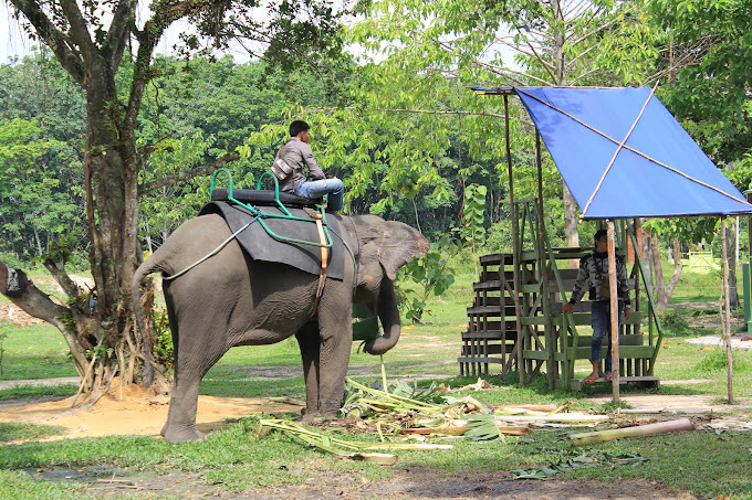 menunggang gajah